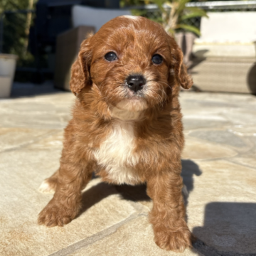 キャバプー(トイプードル×キャバリア)【神奈川県・女の子・2025年10月12日・レッド&ホワイト】の写真「人懐っこい５きょうだい🐶」