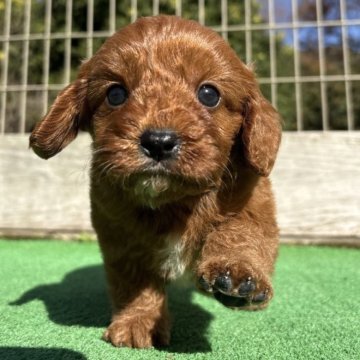 キャバプー(トイプードル×キャバリア)【神奈川県・男の子・2025年10月12日・レッド&ホワイト】の写真「人懐っこい５きょうだい🐶」