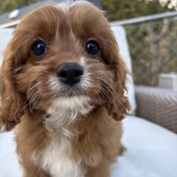 キャバプー(トイプードル×キャバリア)【神奈川県・女の子・2025年10月12日・レッド&ホワイト】の写真「人懐っこい５きょうだい🐶」