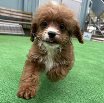 キャバプー(トイプードル×キャバリア)【神奈川県・女の子・2025年8月20日・レッド&ホワイト】の写真「元気いっぱい５きょうだい🐶」