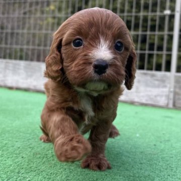 キャバプー(キャバリア×トイプードル)【神奈川県・男の子・2025年10月26日・レッドホワイト】の写真「キャバプー３きょうだい🐶」