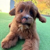 キャバプー(トイプードル×キャバリア)