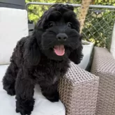 コッカプー(トイプードル×アメリカンコッカースパニエル)【神奈川県・男の子・2025年7月19日・ブラック&ホワイト】の写真1