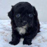 チワプー(トイプードル×チワワ)