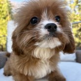 キャバプー(トイプードル×キャバリア)