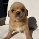 チワプー(トイプードル×チワワ)【神奈川県・男の子・2024年11月21日・レッドホワイト】の写真1