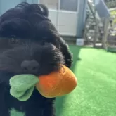 コッカプー(トイプードル×アメリカンコッカースパニエル)【神奈川県・男の子・2025年7月19日・ブラック&ホワイト】の写真7