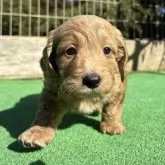 ダップー(トイプードル×ダックスフンド)【神奈川県・女の子・2025年9月27日・レッドホワイト】の写真3