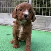 キャバプー(キャバリア×トイプードル)【神奈川県・男の子・2025年10月26日・レッドホワイト】の写真3