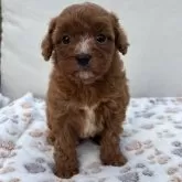 キャバプー(キャバリア×トイプードル)【神奈川県・男の子・2025年10月26日・レッドホワイト】の写真3