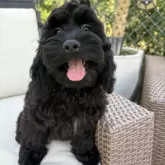 コッカプー(トイプードル×アメリカンコッカースパニエル)【神奈川県・男の子・2025年7月19日・ブラック&ホワイト】の写真2