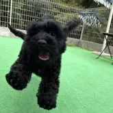 コッカプー(トイプードル×アメリカンコッカースパニエル)【神奈川県・男の子・2025年7月19日・ブラック&ホワイト】の写真14