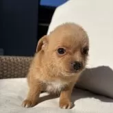 チワプー(トイプードル×チワワ)【神奈川県・男の子・2024年11月21日・レッドホワイト】の写真5