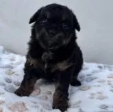 チワプー(トイプードル×チワワ)【神奈川県・男の子・2025年11月2日・ブラックタン】の写真5