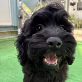 コッカプー(トイプードル×アメリカンコッカースパニエル)【神奈川県・男の子・2025年7月19日・ブラック&ホワイト】の写真5