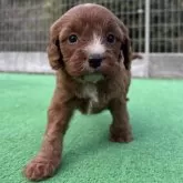 キャバプー(キャバリア×トイプードル)【神奈川県・男の子・2025年10月26日・レッドホワイト】の写真6