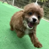 キャバプー(トイプードル×キャバリア)【神奈川県・女の子・2025年8月20日・レッド&ホワイト】の写真14