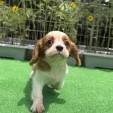 キャバリア【神奈川県・男の子・2025年5月9日・ブレンハイム】の写真6