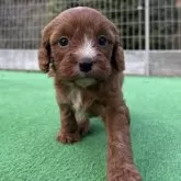 キャバプー(キャバリア×トイプードル)【神奈川県・男の子・2025年10月26日・レッドホワイト】の写真7