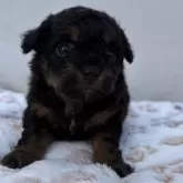 チワプー(トイプードル×チワワ)【神奈川県・男の子・2025年11月2日・ブラックタン】の写真7