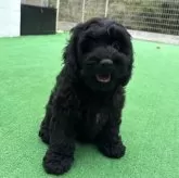 コッカプー(トイプードル×アメリカンコッカースパニエル)【神奈川県・男の子・2025年7月19日・ブラック&ホワイト】の写真10