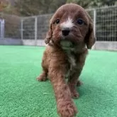 キャバプー(キャバリア×トイプードル)【神奈川県・男の子・2025年10月26日・レッドホワイト】の写真8