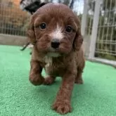 キャバプー(キャバリア×トイプードル)【神奈川県・男の子・2025年10月26日・レッドホワイト】の写真9