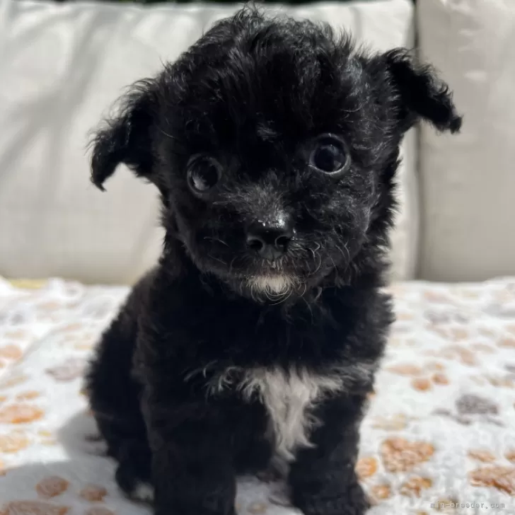 ID：2407-02832の子犬