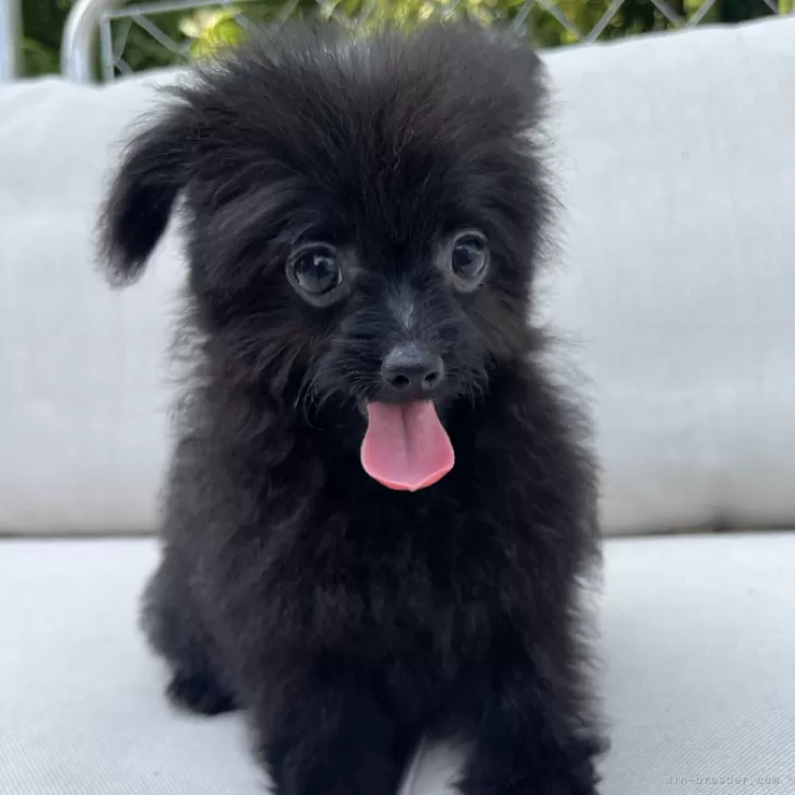 ID:2404-05967の子犬