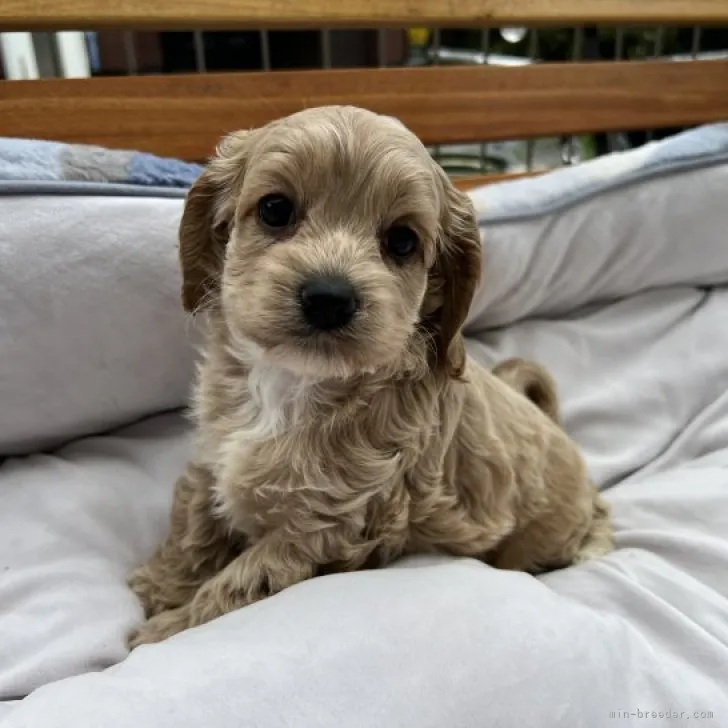 ID：2303-00133の子犬