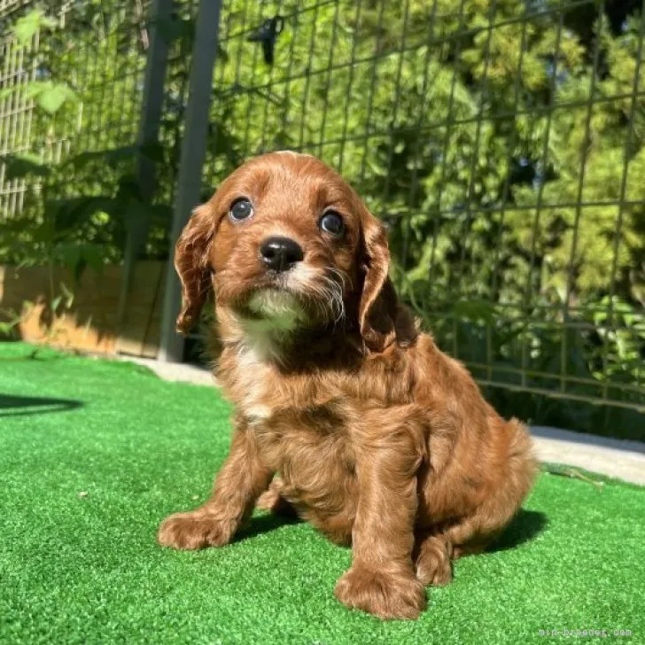 ID：2307-04596の子犬