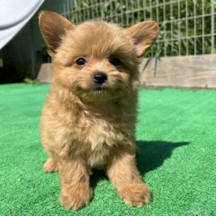 ID:2308-06741の子犬