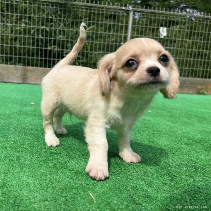 ID：2307-02647の子犬