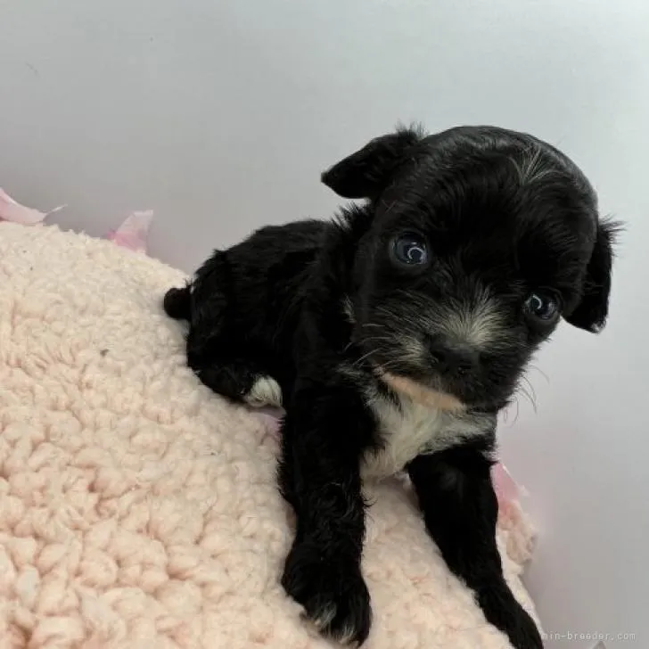 ID:2208-05391の子犬