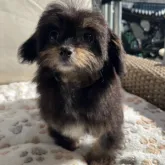 チワプー(トイプードル×チワワ)【神奈川県・女の子・2023年8月6日・ブラックタン&ホワイト】の写真1「11/20撮影📸」