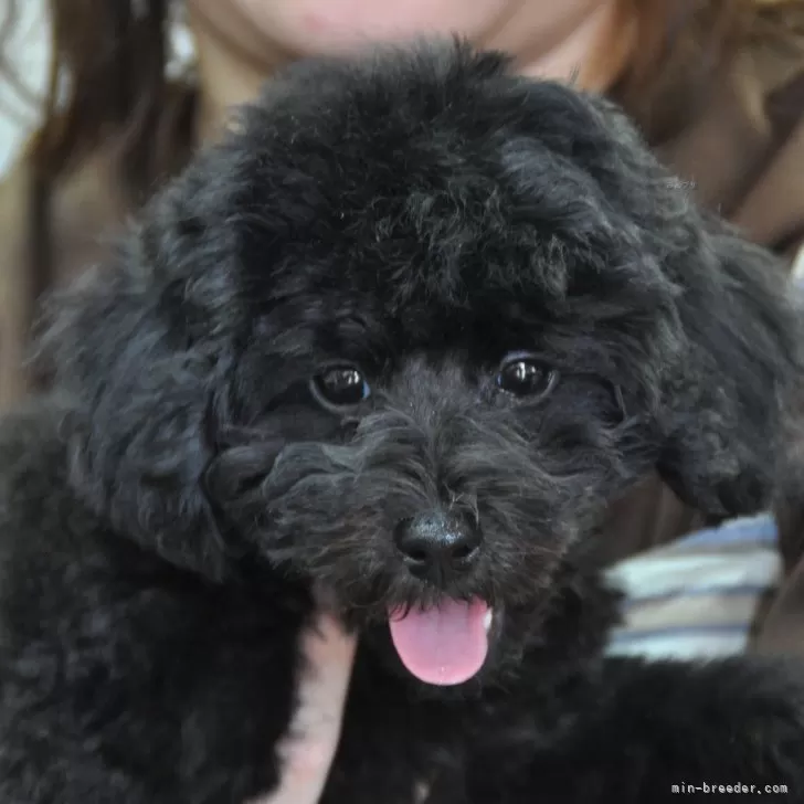 ID：2506-04892の子犬