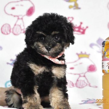 トイプードル(ティーカップ)【大阪府・女の子・2025年9月16日・ブラック&タン】の写真「ブラック&タンの女の子です。」