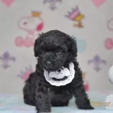 タイニープードル
