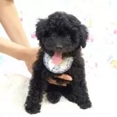 ティーカッププードル