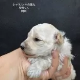 ティーカッププードル