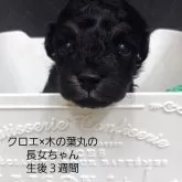 ティーカッププードル