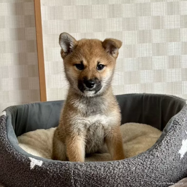 ID：2411-04785の子犬