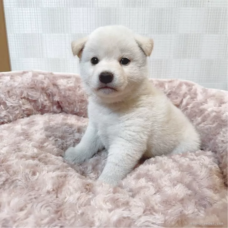 ID:2504-06906の子犬