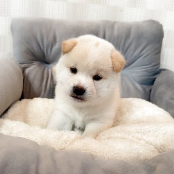 豆柴【大阪府・男の子・2025年10月6日・白毛】の写真「すくすく成長中(^^)」