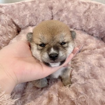 柴犬(豆柴)【大阪府・男の子・2025年4月11日・赤毛】の写真「小さくてとても可愛い子です(^^)」