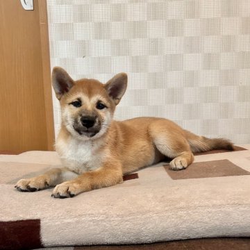 柴犬(標準サイズ)【大阪府・女の子・2025年6月28日・赤毛】の写真「血統優秀でとても可愛い子です(^^)」