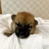 柴犬(標準サイズ)