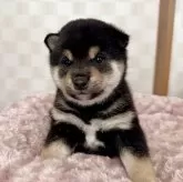 豆柴【大阪府・男の子・2025年10月6日・黒毛】の写真1