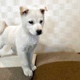 北海道犬