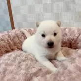 北海道犬【大阪府・女の子・2025年4月26日・白毛】の写真2
